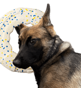 Dog Frisbees