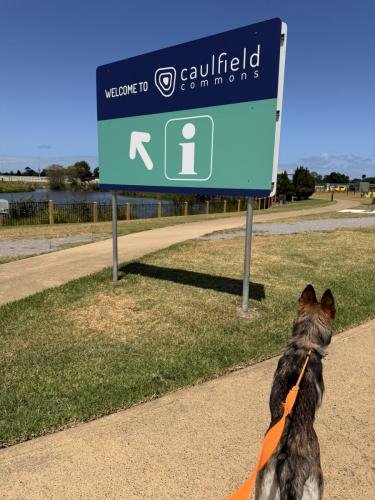 Mia arriving at Caulfield Racecourse Reserve on leash