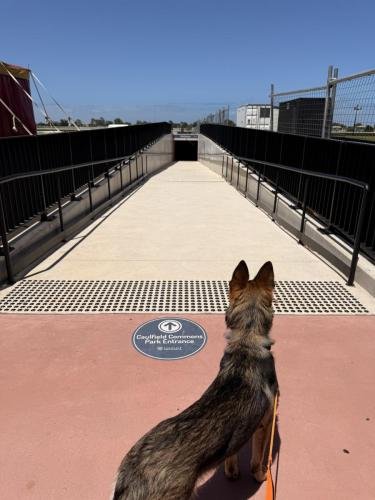 Mia arriving through the Guineas Tunnel which runs under the race track