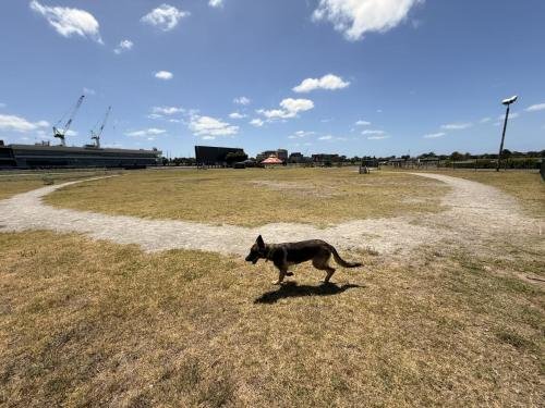 Mia is in the fenced off leash area at Caulfield Racecourse Reserve 2