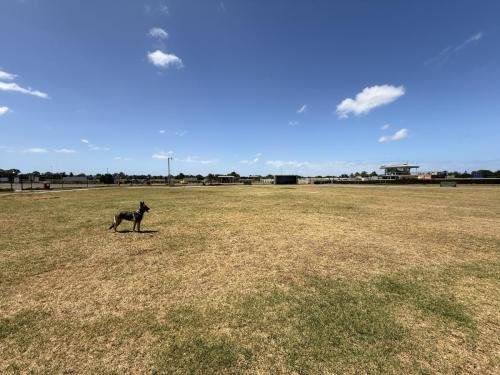 Mia is in the fenced off-leash area at Caulfield Racecourse Reserve 3