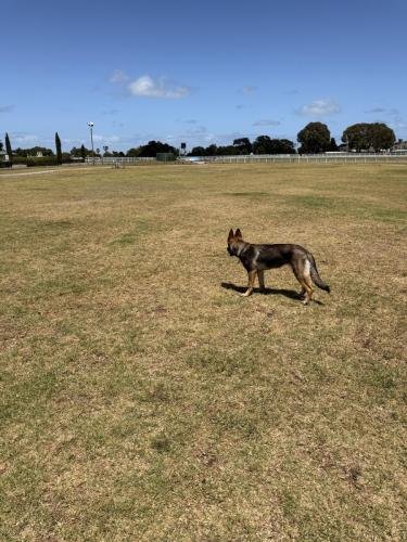 Mia is in the fenced off-leash area at Caulfield Racecourse Reserve